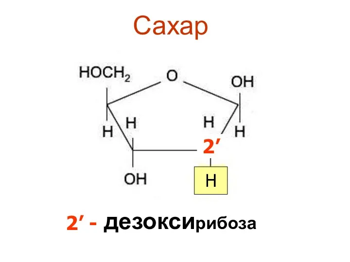 Сахар дезоксирибоза 2’ H 2’ -