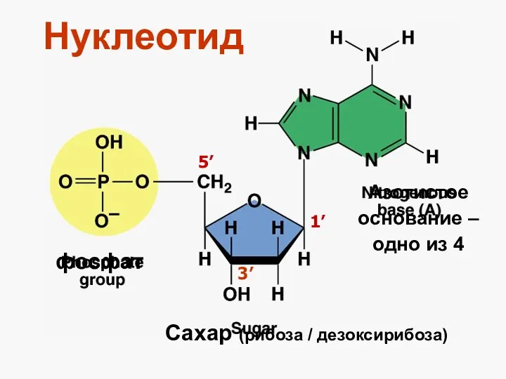 Нуклеотид фосфат Сахар (рибоза / дезоксирибоза) Азотистое основание – одно из 4 1’ 3’ 5’