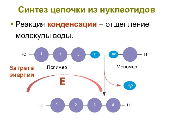 Синтез цепочки из нуклеотидов Реакция конденсации – отщепление молекулы воды. Затрата энергии Е