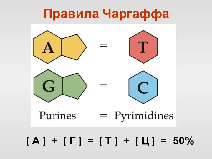 Правила Чаргаффа [ А ] + [ Г ] =