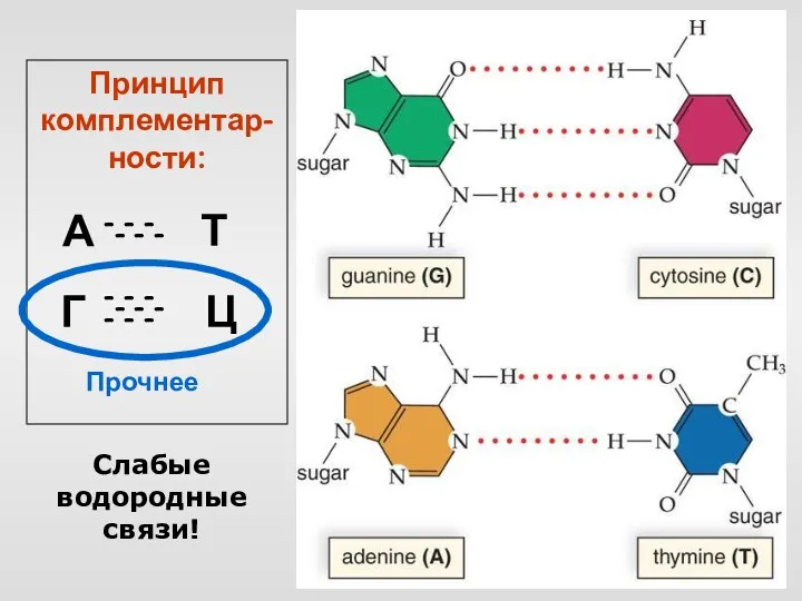 Принцип комплементар-ности: А Т Г Ц - - - - - - -