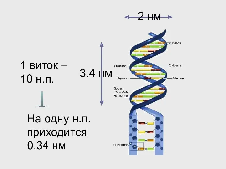 1 виток – 10 н.п. На одну н.п. приходится 0.34 нм