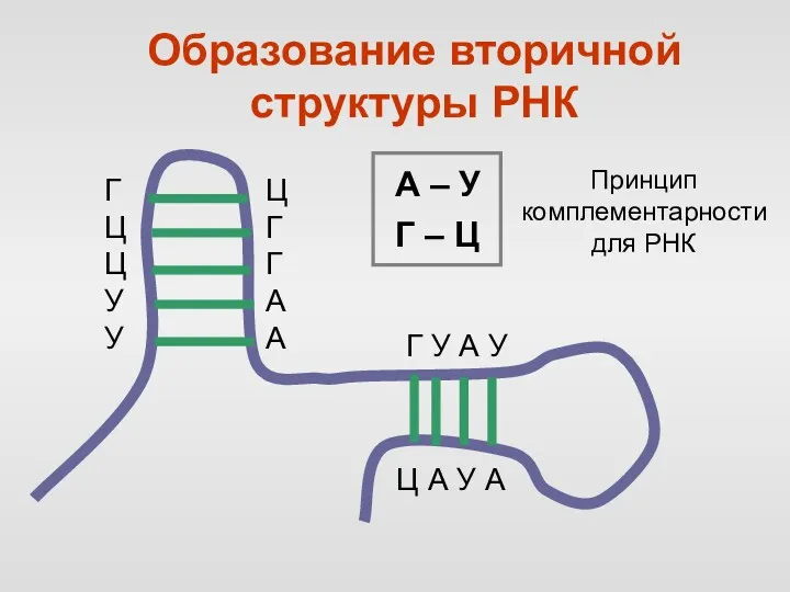 Образование вторичной структуры РНК Принцип комплементарности для РНК А – У Г – Ц