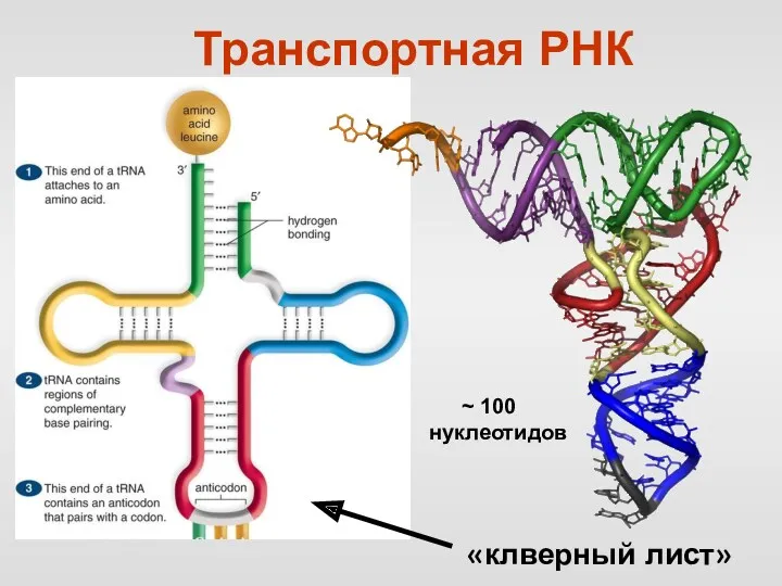 «клверный лист» Транспортная РНК ~ 100 нуклеотидов