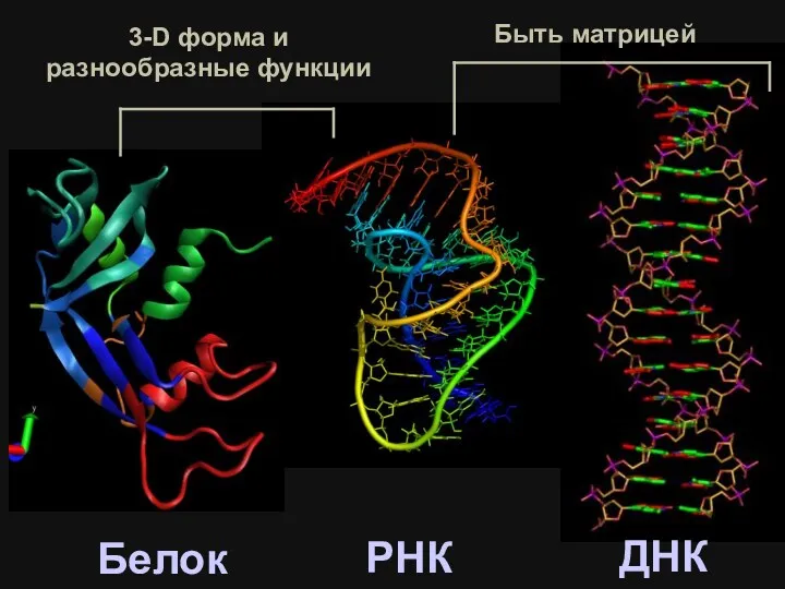 РНК ДНК Белок 3-D форма и разнообразные функции Быть матрицей