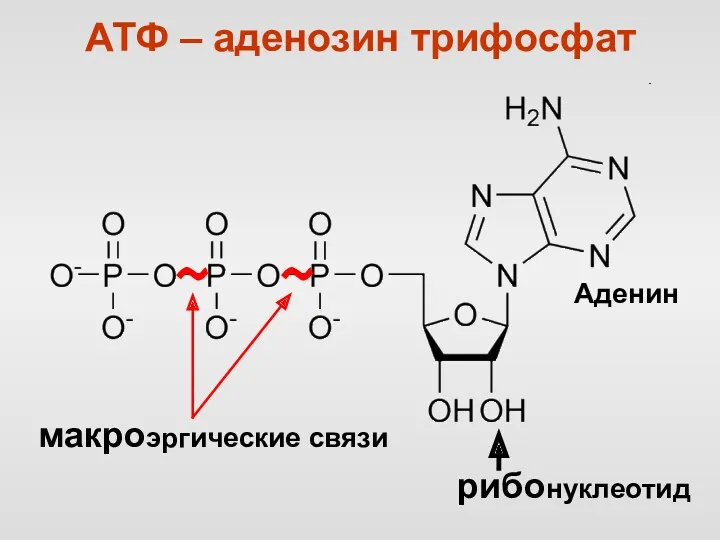 АТФ – аденозин трифосфат