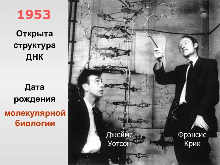 1953 Фрэнсис Крик Джеймс Уотсон Открыта структура ДНК Дата рождения молекулярной биологии