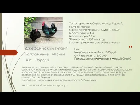 Характеристики: Окрас курицы Черный, голубой, белый Окрас петуха Черный, голубой,