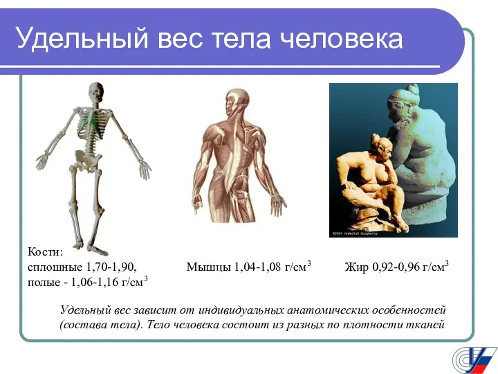 Удельный вес тела человека Мышцы 1,04-1,08 г/см3 Жир 0,92-0,96 г/см3