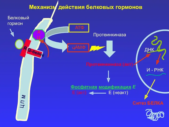 Механизм действия белковых гормонов Ц П М Белковый гормон G-белок