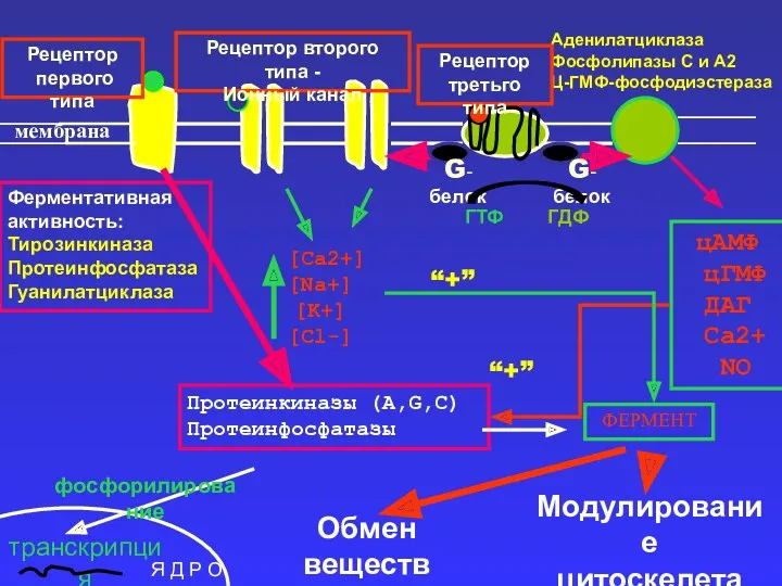 Ферментативная активность: Тирозинкиназа Протеинфосфатаза Гуанилатциклаза Аденилатциклаза Фосфолипазы С и А2