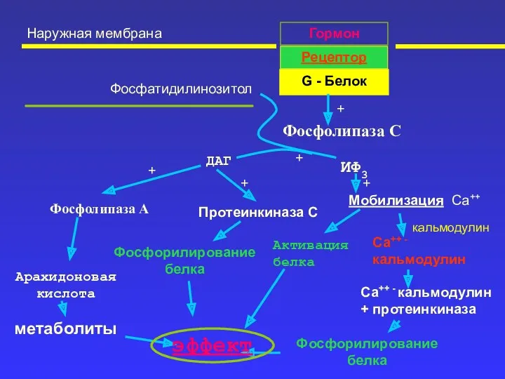 Наружная мембрана Гормон Рецептор G - Белок + Фосфолипаза С
