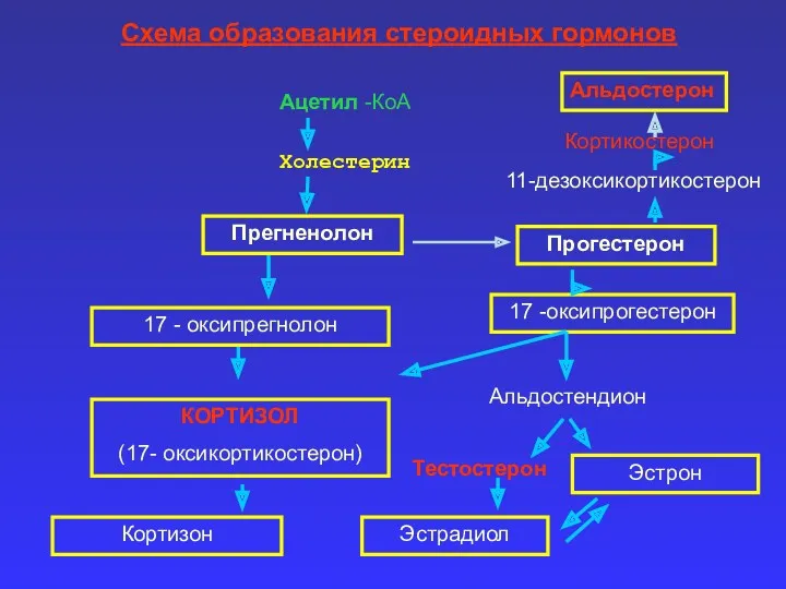 Схема образования стероидных гормонов Ацетил -КоА Холестерин Прегненолон Прогестерон 17