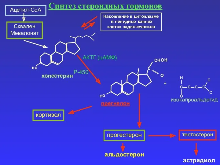 Ацетил-СоА Сквален Мевалонат холестерин Накопление в цитоплазме в липидных каплях