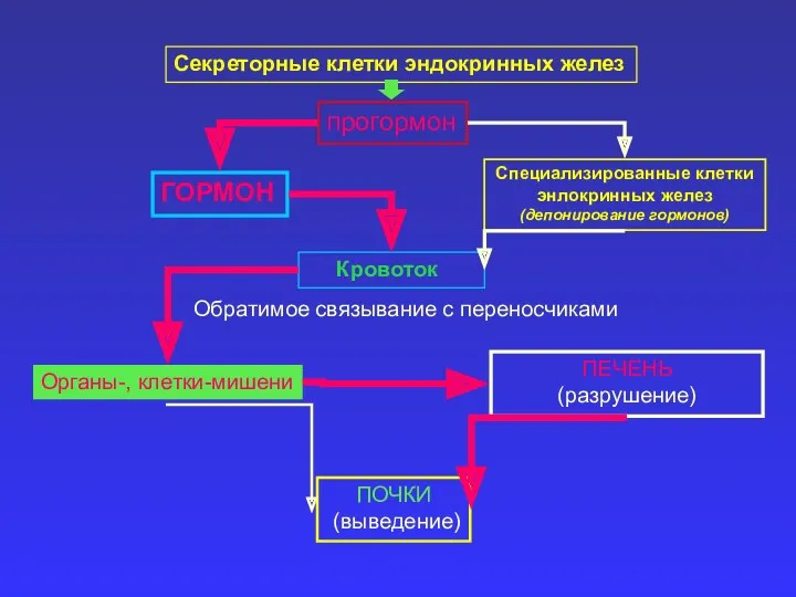 Секреторные клетки эндокринных желез прогормон Специализированные клетки энлокринных желез (депонирование