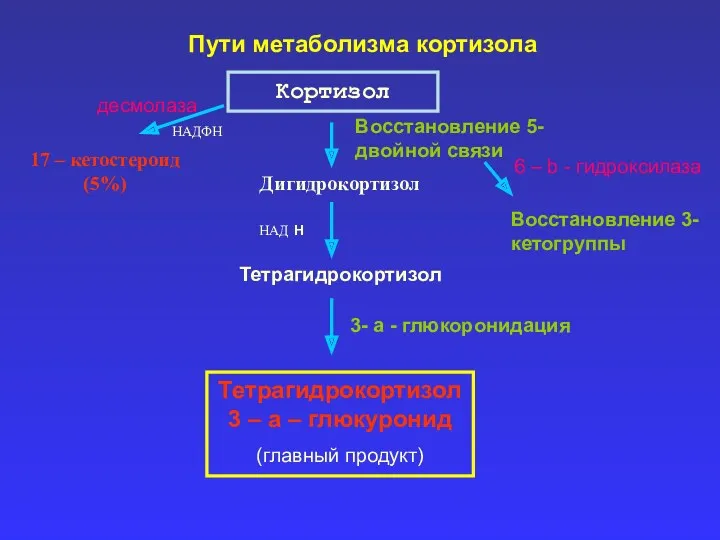 Пути метаболизма кортизола Кортизол Дигидрокортизол Тетрагидрокортизол Тетрагидрокортизол 3 – а