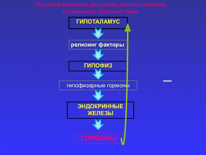 ГИПОТАЛАМУС релизинг факторы ГИПОФИЗ гипофизарные гормоны ЭНДОКРИННЫЕ ЖЕЛЕЗЫ ГОРМОНЫ Основной