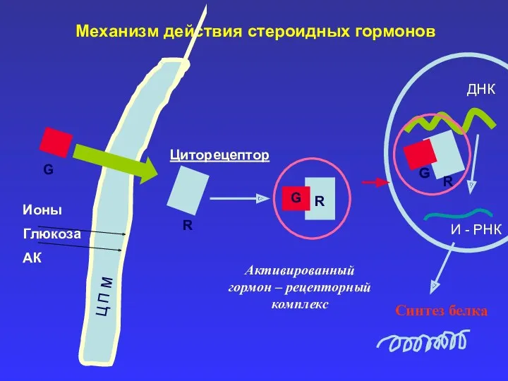 Механизм действия стероидных гормонов Ц П М G R Циторецептор