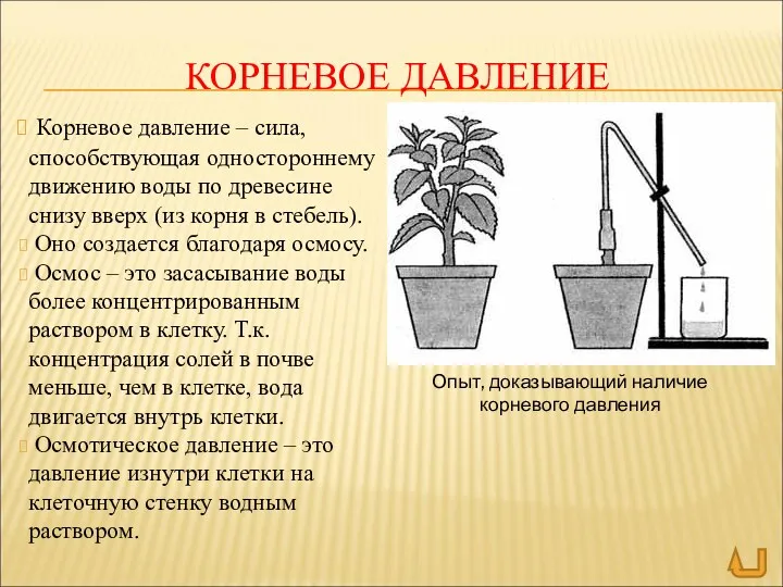 КОРНЕВОЕ ДАВЛЕНИЕ Корневое давление – сила, способствующая одностороннему движению воды