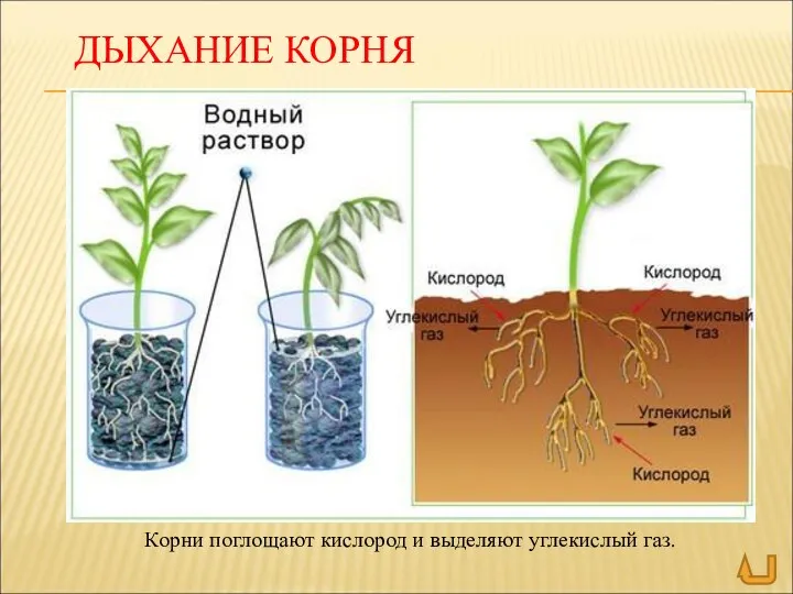 Корни поглощают кислород и выделяют углекислый газ. ДЫХАНИЕ КОРНЯ