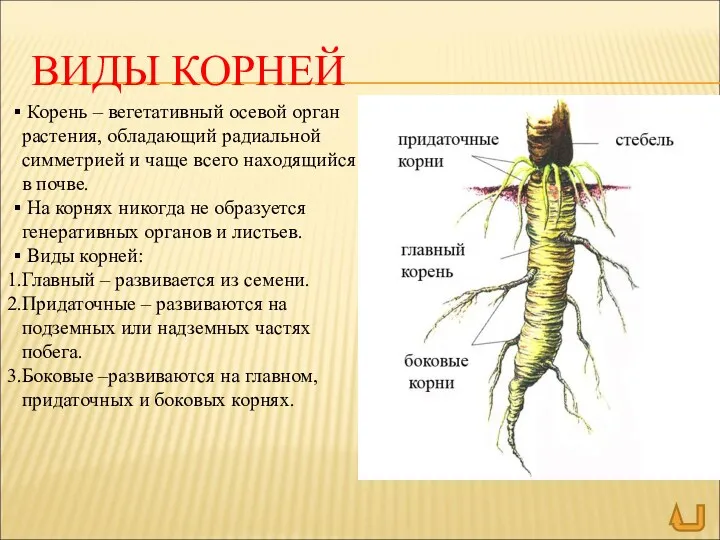 ВИДЫ КОРНЕЙ Корень – вегетативный осевой орган растения, обладающий радиальной