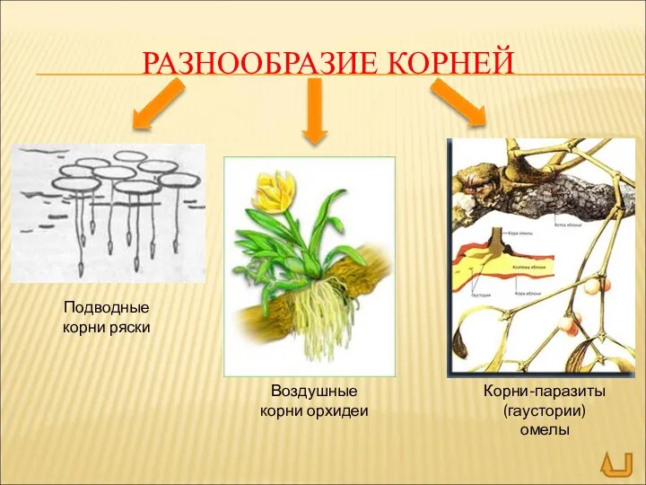РАЗНООБРАЗИЕ КОРНЕЙ Подводные корни ряски Корни-паразиты (гаустории) омелы Воздушные корни орхидеи