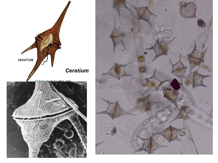 Ceratium