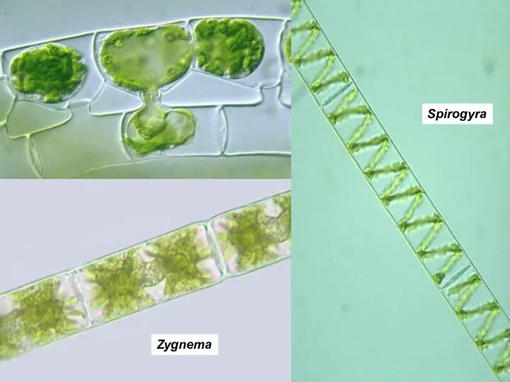 Spirogyra Zygnema