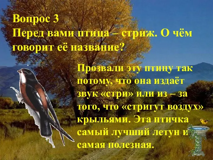 Вопрос 3 Перед вами птица – стриж. О чём говорит