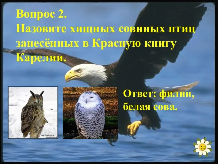 Вопрос 2. Назовите хищных совиных птиц занесённых в Красную книгу Карелии. Ответ: филин, белая сова.