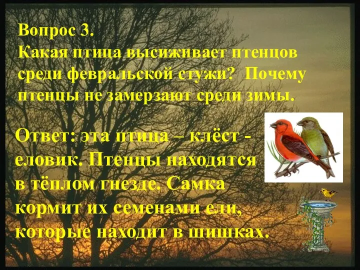 Вопрос 3. Какая птица высиживает птенцов среди февральской стужи? Почему