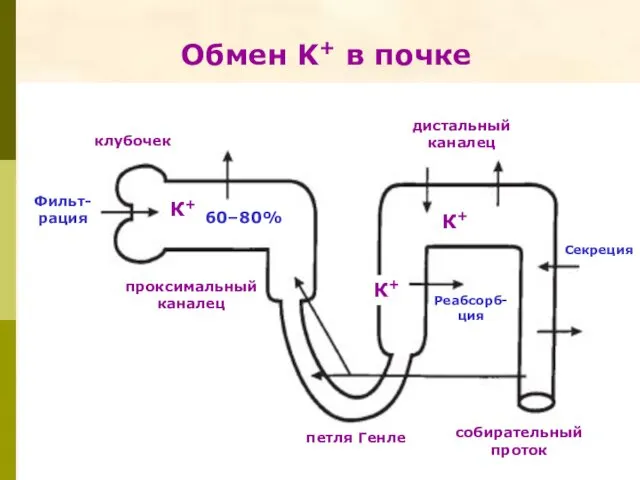 собирательный проток Реабсорб-ция Фильт- рация Секреция петля Генле проксимальный каналец