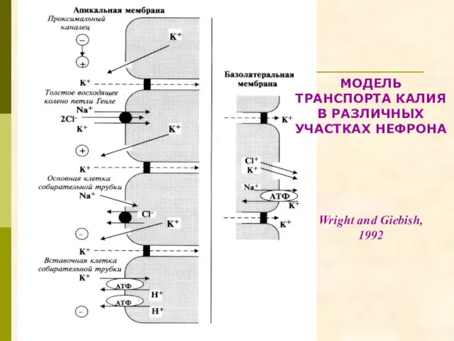 МОДЕЛЬ ТРАНСПОРТА КАЛИЯ В РАЗЛИЧНЫХ УЧАСТКАХ НЕФРОНА Wright and Giebish, 1992