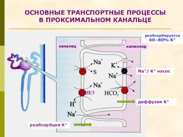 ОСНОВНЫЕ ТРАНСПОРТНЫЕ ПРОЦЕССЫ В ПРОКСИМАЛЬНОМ КАНАЛЬЦЕ NHE3 диффузия K+ реабсорбция