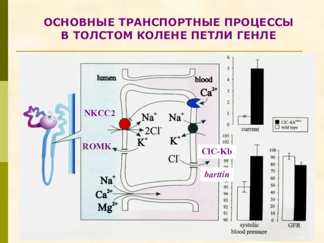 ОСНОВНЫЕ ТРАНСПОРТНЫЕ ПРОЦЕССЫ В ТОЛСТОМ КОЛЕНЕ ПЕТЛИ ГЕНЛЕ ROMK NKCC2 ClC-Kb barttin