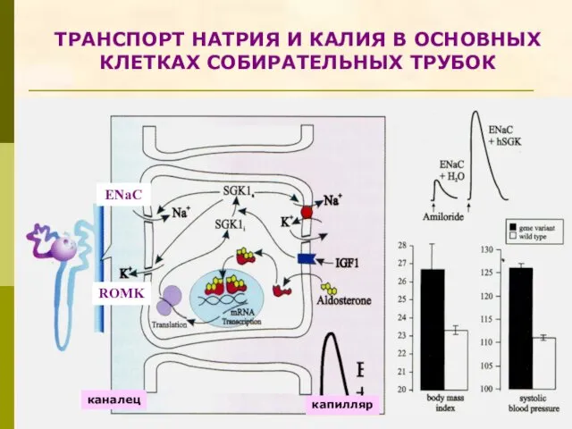 ТРАНСПОРТ НАТРИЯ И КАЛИЯ В ОСНОВНЫХ КЛЕТКАХ СОБИРАТЕЛЬНЫХ ТРУБОК ENaC ROMK капилляр каналец