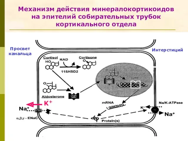 Механизм действия минералокортикоидов на эпителий собирательных трубок кортикального отдела Интерстиций Просвет канальца K+