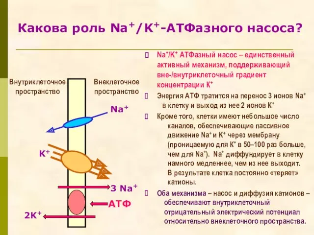 Какова роль Na+/K+-АТФазного насоса? 3 Na+ 2K+ – – Внеклеточное