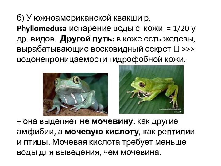 б) У южноамериканской квакши р. Phyllomedusa испарение воды с кожи = 1/20 у