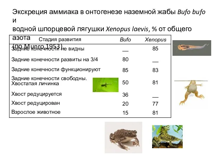 Экскреция аммиака в онтогенезе наземной жабы Bufo bufo и водной шпорцевой лягушки Xenopus