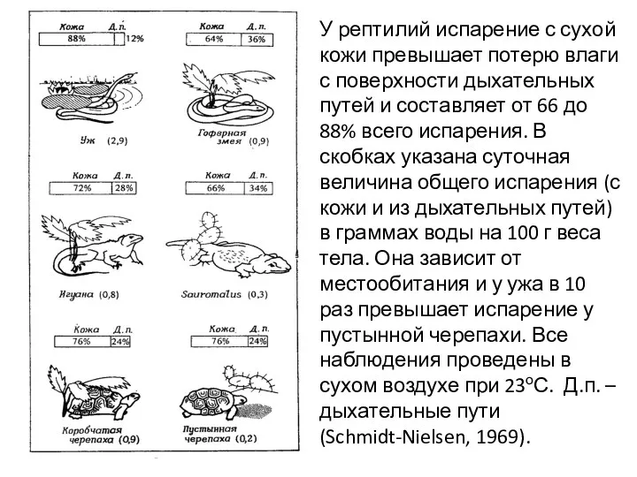 У рептилий испарение с сухой кожи превышает потерю влаги с