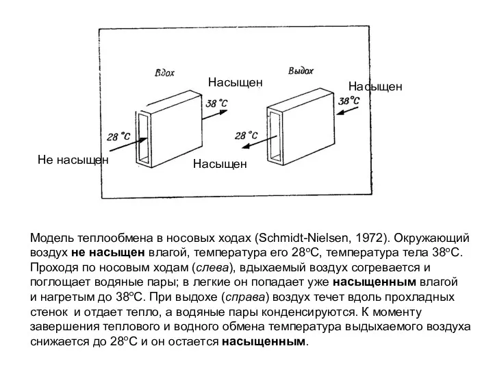 Модель теплообмена в носовых ходах (Schmidt-Nielsen, 1972). Окружающий воздух не насыщен влагой, температура