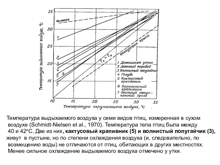 Температура выдыхаемого воздуха у семи видов птиц, измеренная в сухом воздухе (Schmidt-Nielsen et