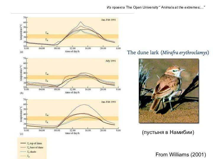 (пустыня в Намибии) From Williams (2001) Из проекта The Open University “ Animals at the extremes:…”