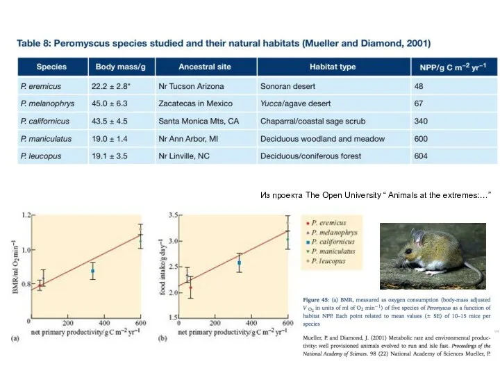 Из проекта The Open University “ Animals at the extremes:…”