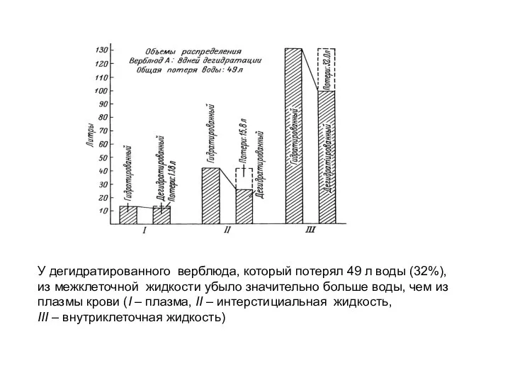 У дегидратированного верблюда, который потерял 49 л воды (32%), из межклеточной жидкости убыло