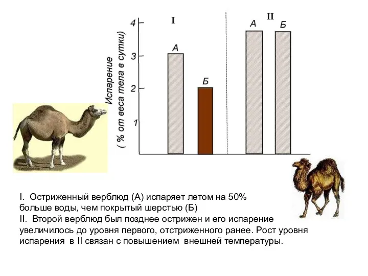 I. Остриженный верблюд (А) испаряет летом на 50% больше воды, чем покрытый шерстью