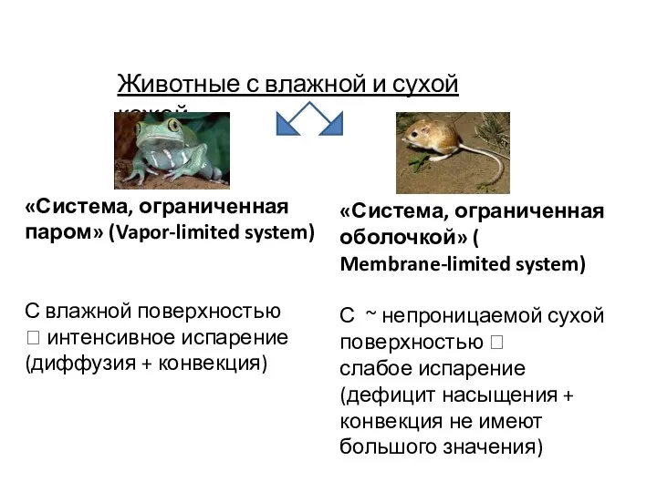 Животные с влажной и сухой кожей «Система, ограниченная паром» (Vapor-limited system) С влажной
