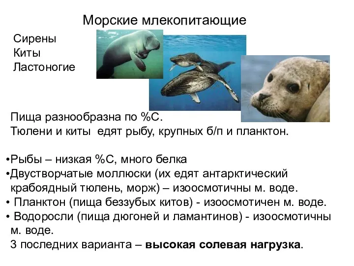 Морские млекопитающие Сирены Киты Ластоногие Пища разнообразна по %С. Тюлени и киты едят