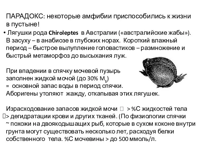 ПАРАДОКС: некоторые амфибии приспособились к жизни в пустыне! Лягушки рода Chiroleptes в Австралии